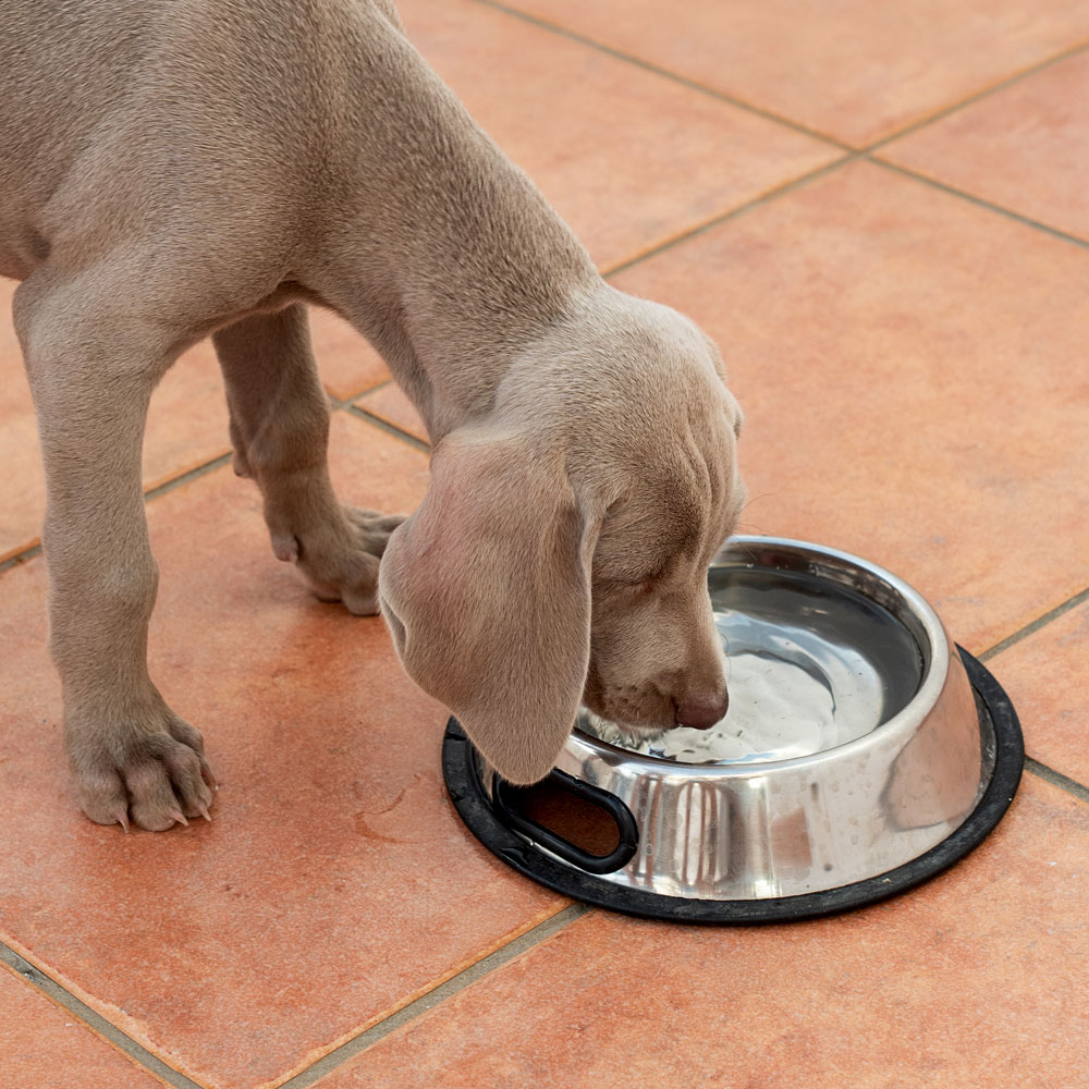 Private Label Pet Water